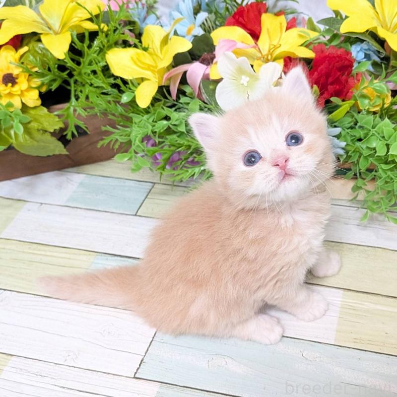 販売中の大阪府のスコティッシュフォールド-136439