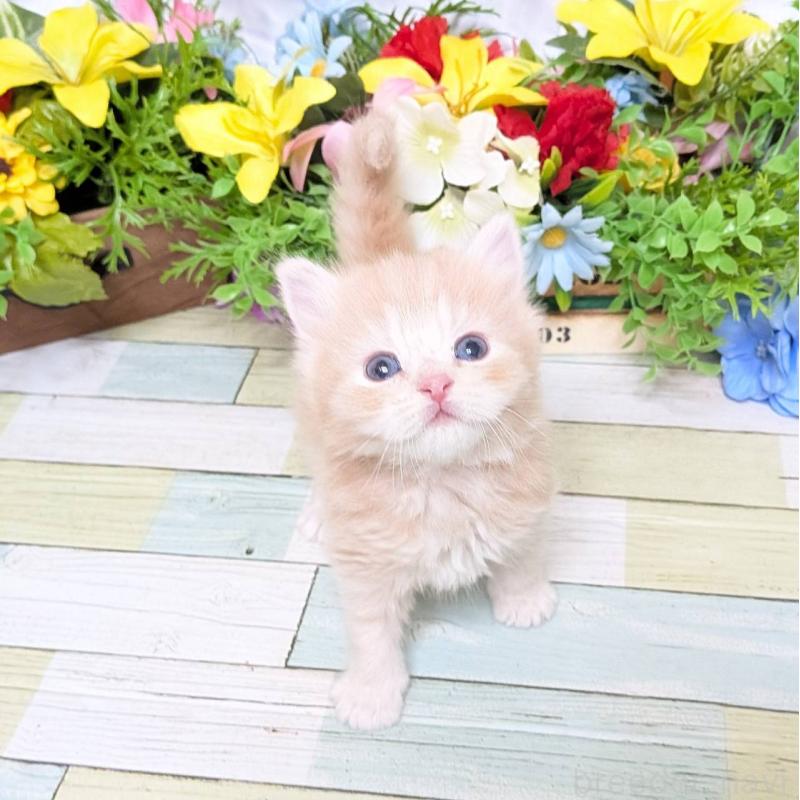 販売中の大阪府のスコティッシュフォールド-136439の6枚目