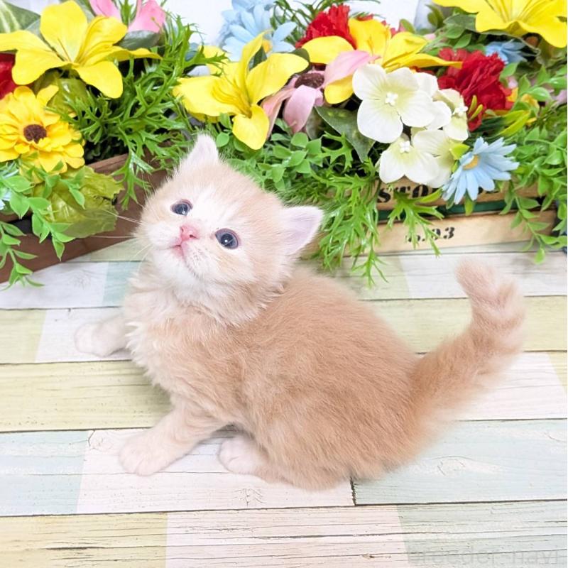 販売中の大阪府のスコティッシュフォールド-136439の5枚目