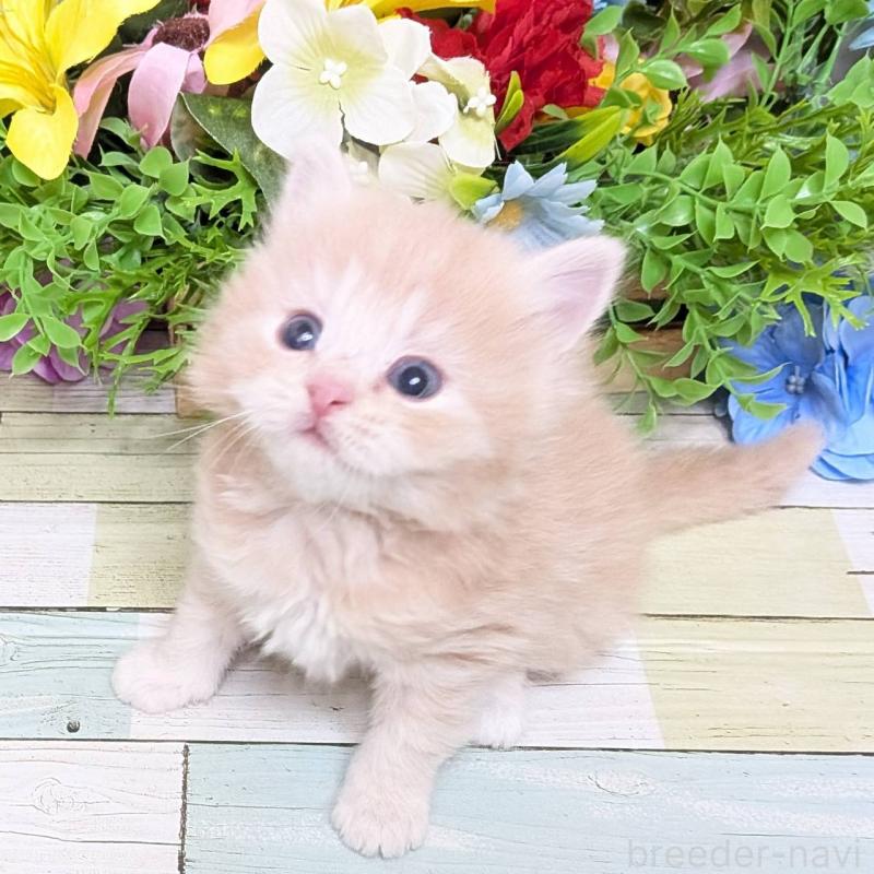 販売中の大阪府のスコティッシュフォールド-136439の4枚目