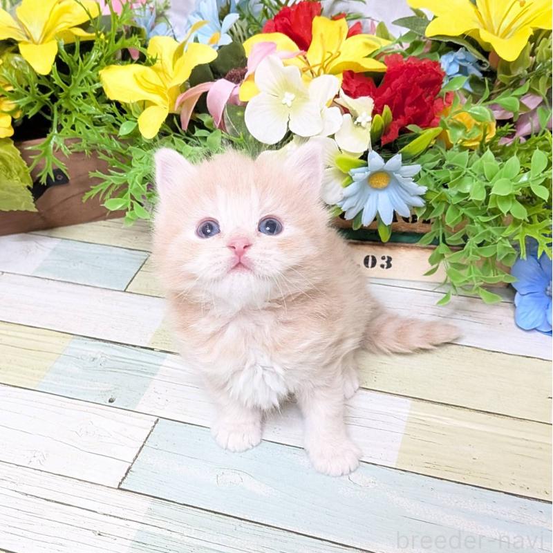 販売中の大阪府のスコティッシュフォールド-136439の3枚目