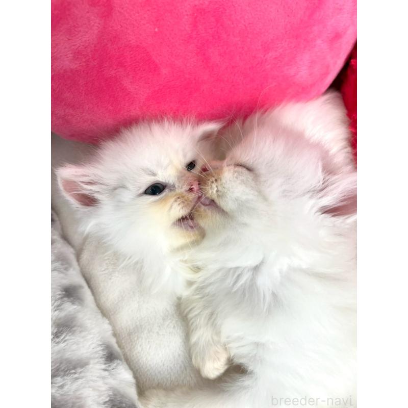 販売中の埼玉県のサイベリアン-136438の2枚目