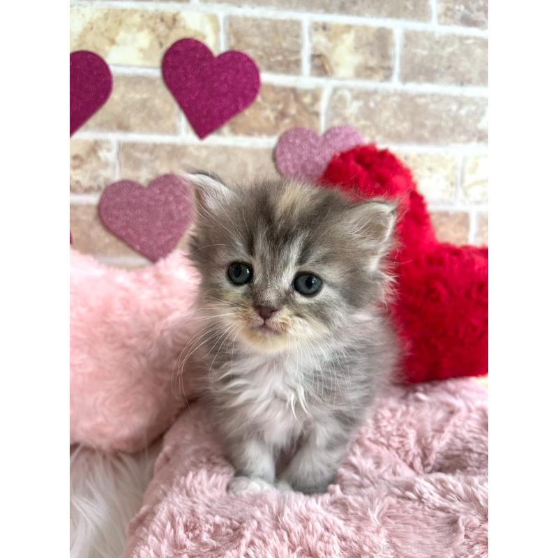 販売中の埼玉県のサイベリアン-136441の5枚目