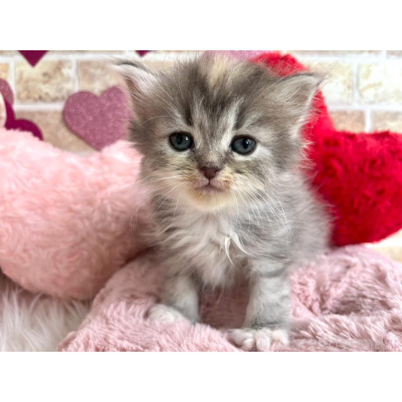 販売中の埼玉県のサイベリアン-136441の2枚目