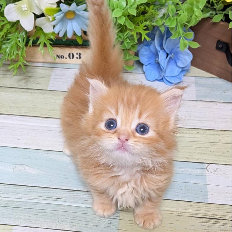 販売中の大阪府のミックス-136440の6枚目