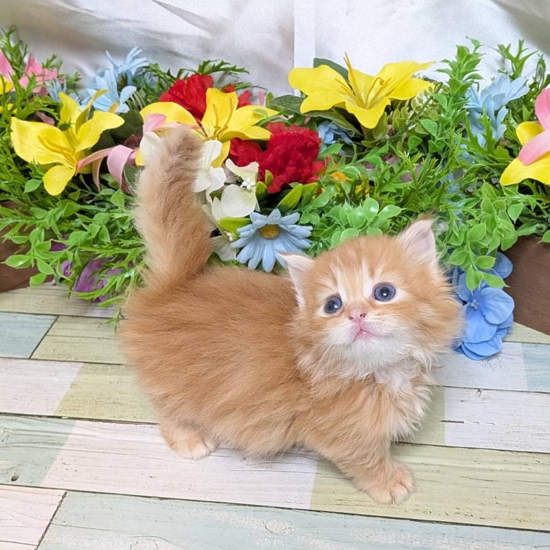 販売中の大阪府のミックス-136440の5枚目