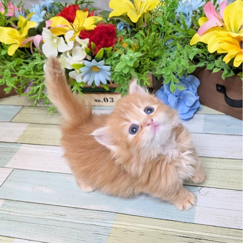 販売中の大阪府のミックス-136440の4枚目