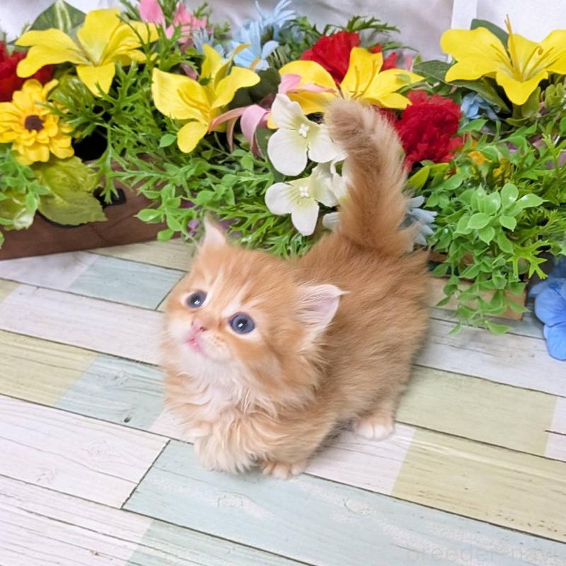 販売中の大阪府のミックス-136440の3枚目