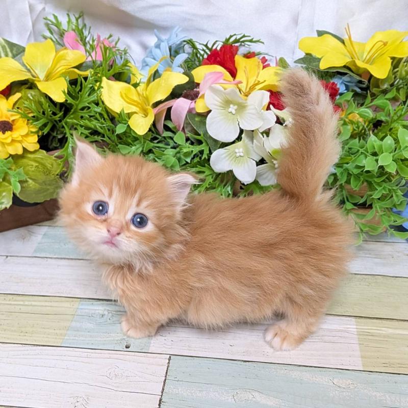 販売中の大阪府のミックス-136440