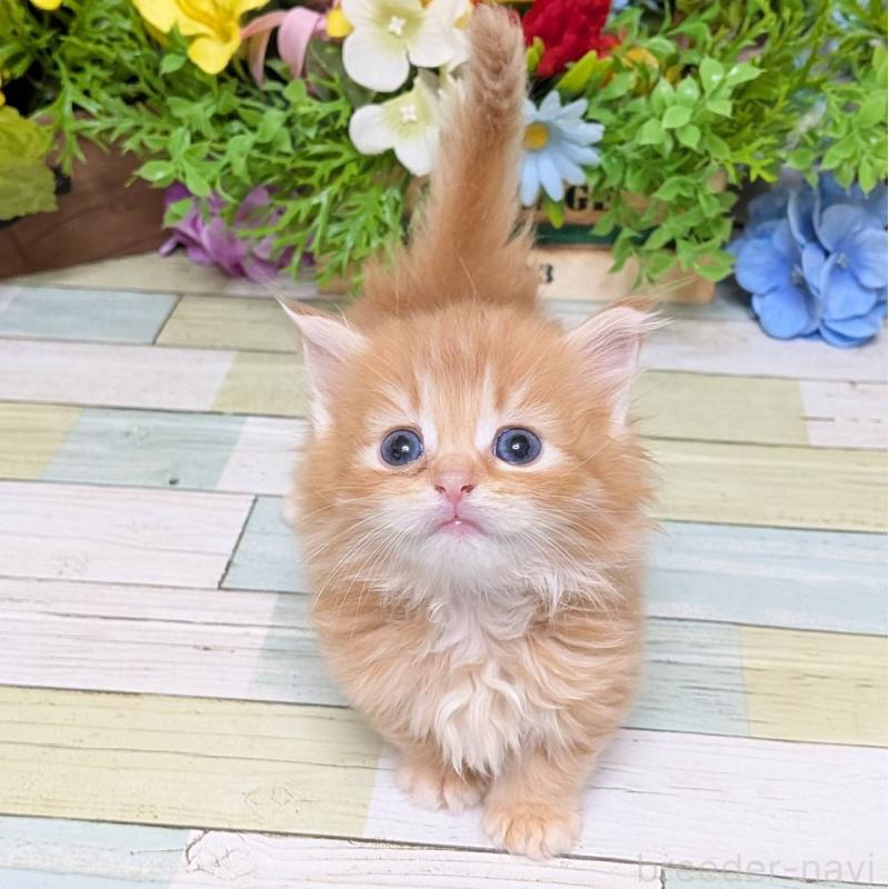 販売中の大阪府のミックス-136440の2枚目