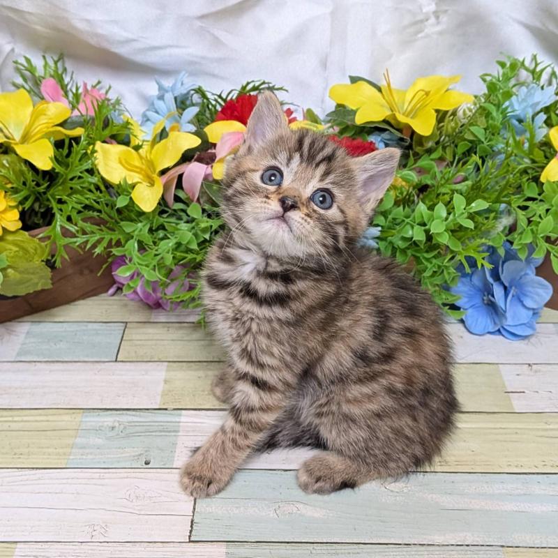 販売中の大阪府のマンチカン-136442の6枚目