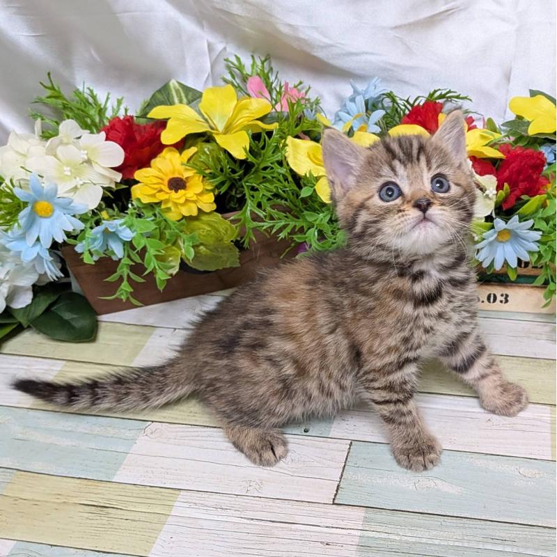 販売中の大阪府のマンチカン-136442の5枚目