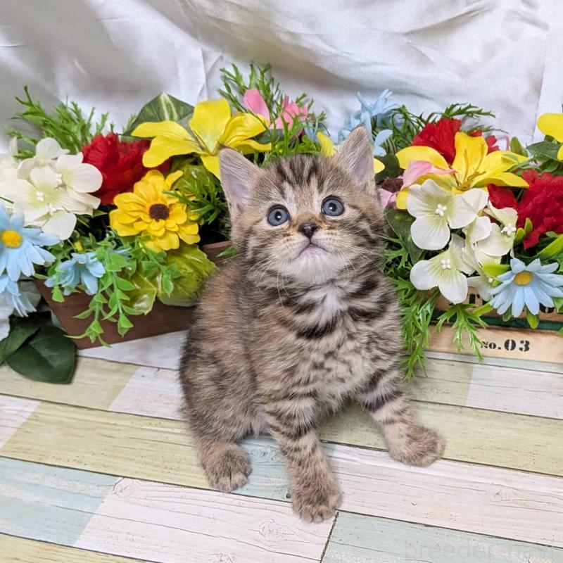 販売中の大阪府のマンチカン-136442の3枚目