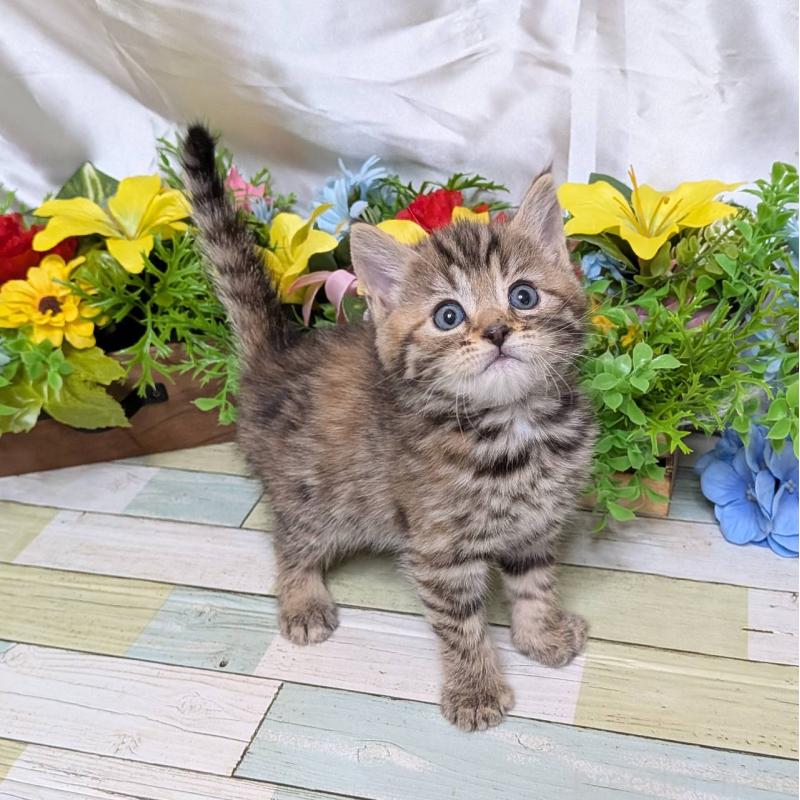 販売中の大阪府のマンチカン-136442の2枚目