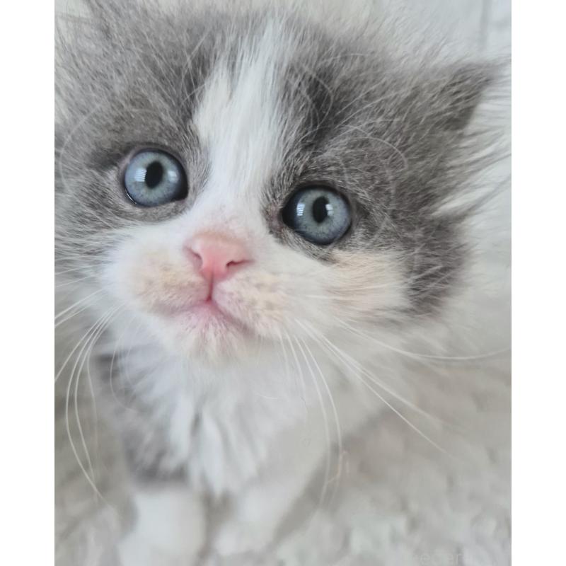 販売中の福岡県のマンチカン-135649