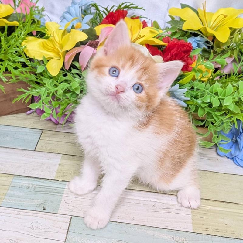 販売中の大阪府のマンチカン-136443の6枚目