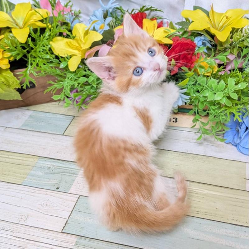 販売中の大阪府のマンチカン-136443の5枚目