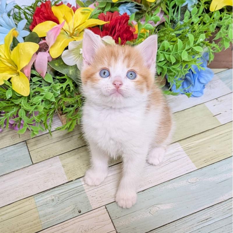 販売中の大阪府のマンチカン-136443の2枚目