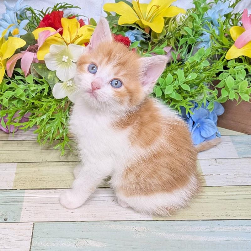 販売中の大阪府のマンチカン-136443