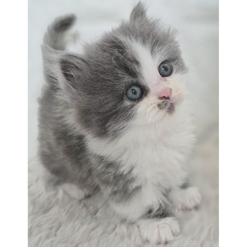 販売中の福岡県のマンチカン(短足)-135648