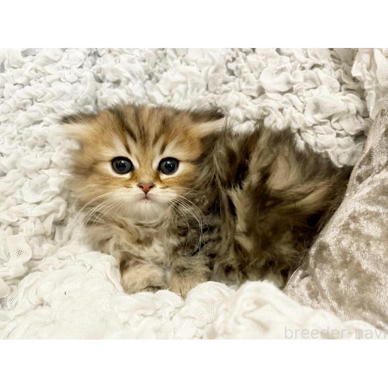 販売中の島根県のミヌエット(短足)-136446の5枚目