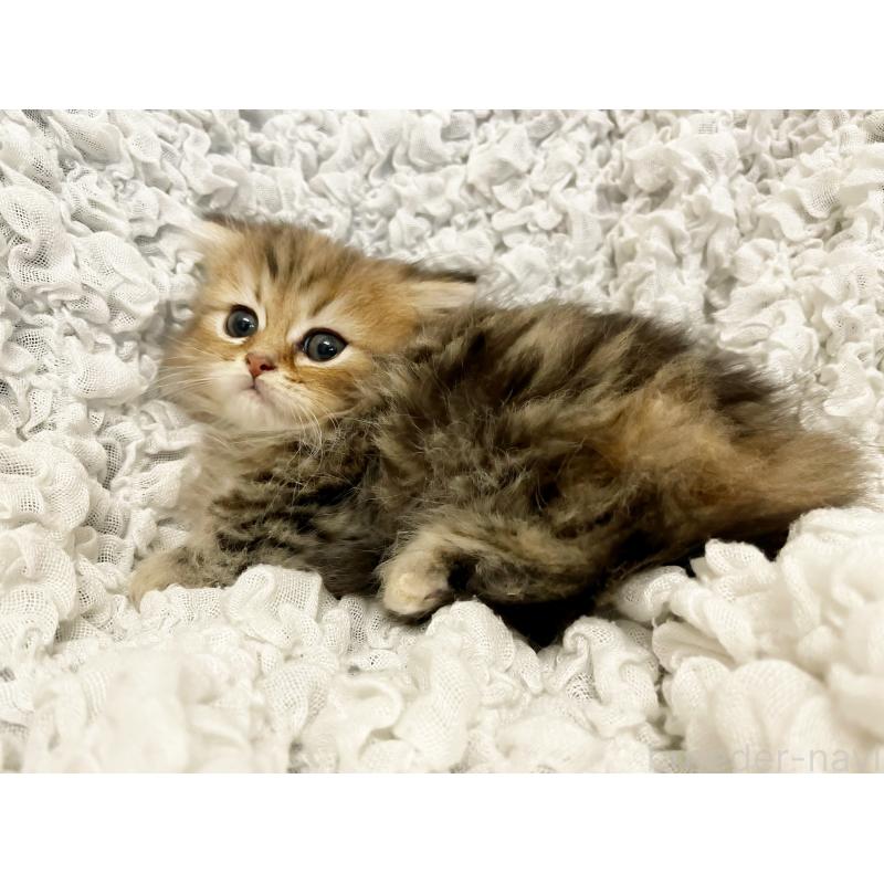 販売中の島根県のミヌエット(短足)-136446の4枚目