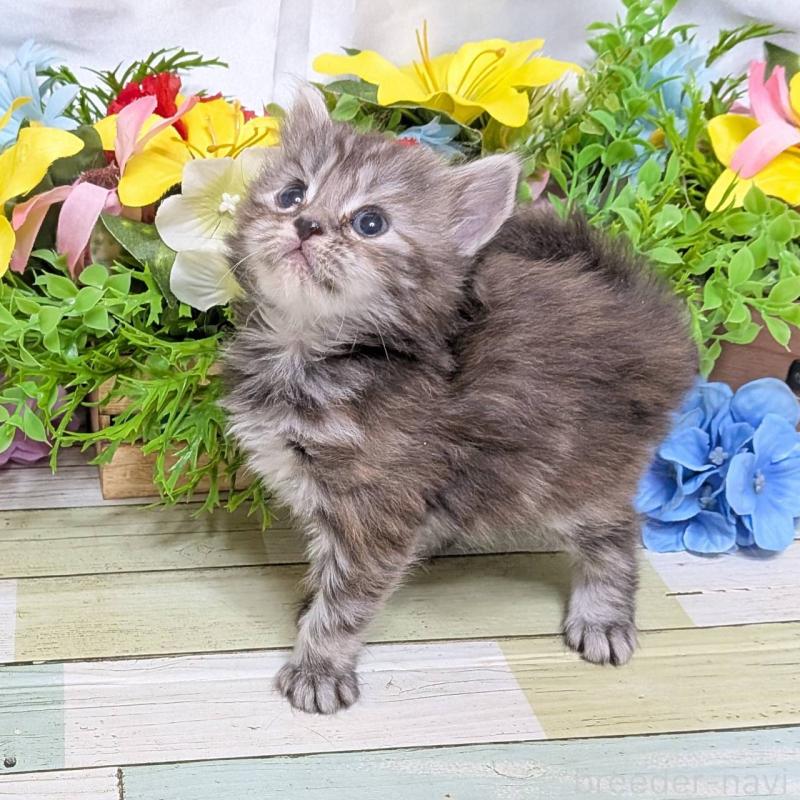 販売中の大阪府のスコティッシュフォールド-136445の6枚目