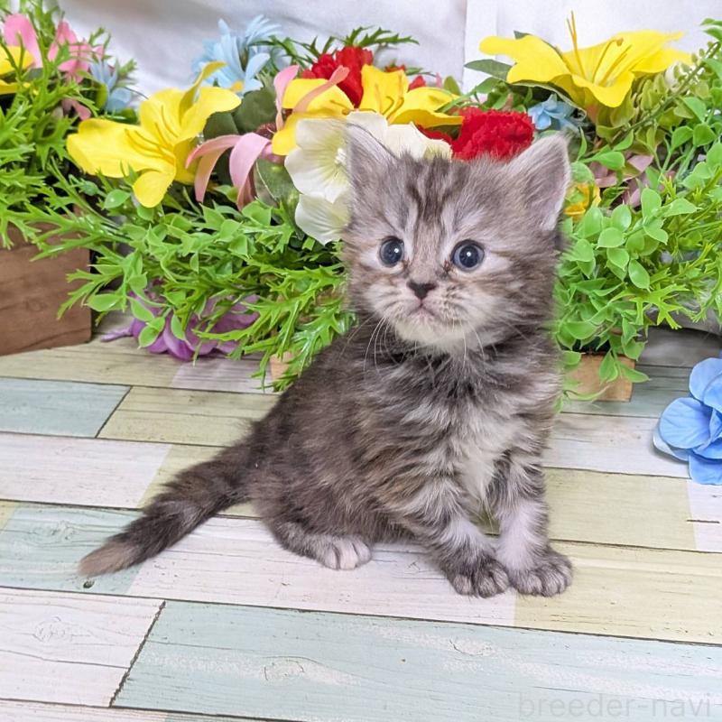 販売中の大阪府のスコティッシュフォールド-136445の5枚目