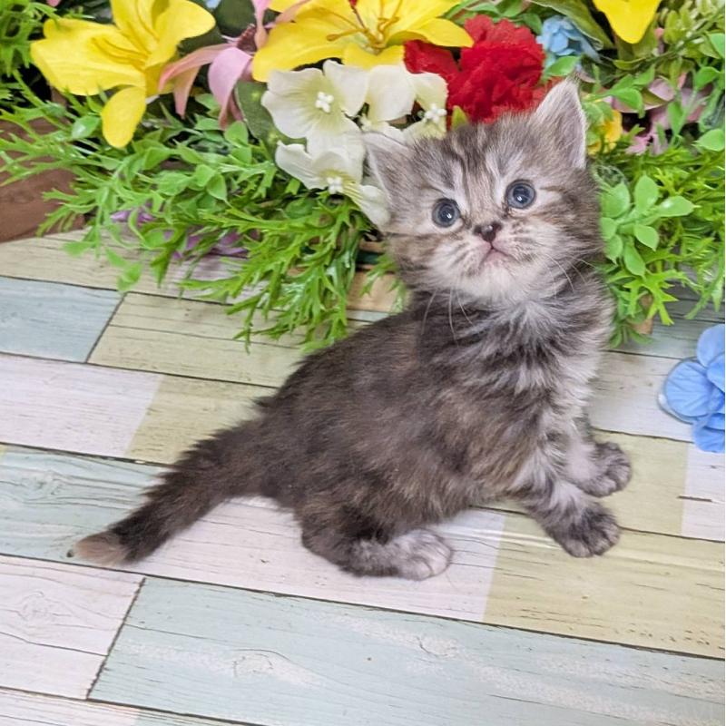 販売中の大阪府のスコティッシュフォールド-136445の4枚目