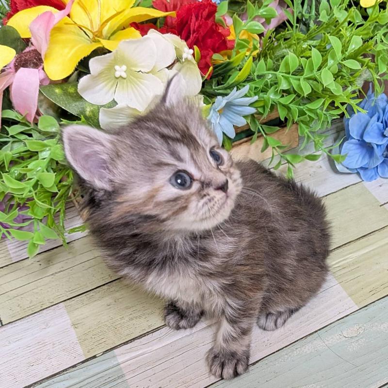 販売中の大阪府のスコティッシュフォールド-136445の3枚目