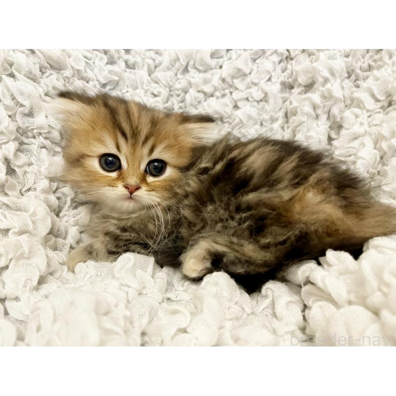 販売中の島根県のミヌエット(短足)-136446の3枚目