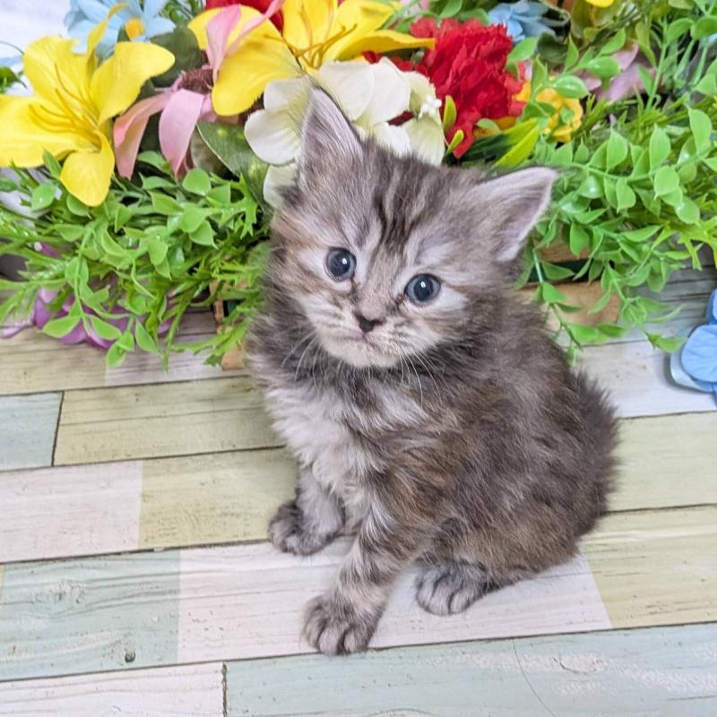 販売中の大阪府のスコティッシュフォールド-136445の2枚目