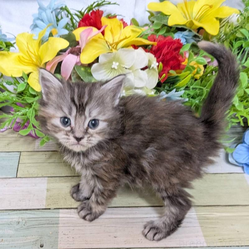 販売中の大阪府のスコティッシュフォールド-136445