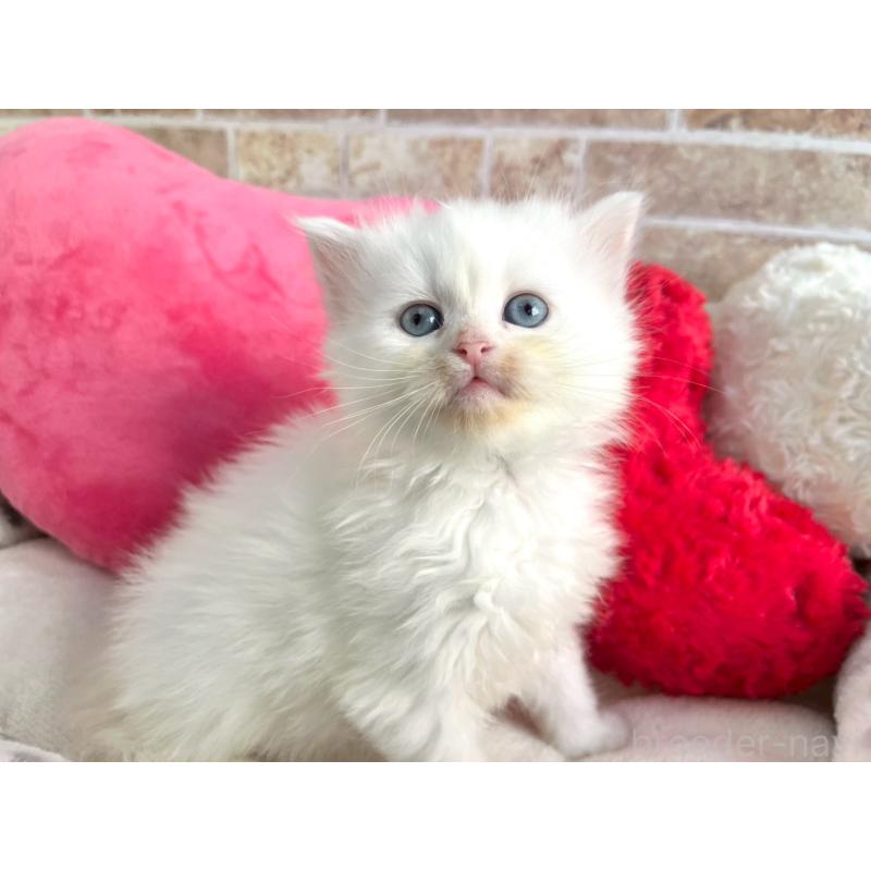 販売中の埼玉県のサイベリアン-136447の5枚目