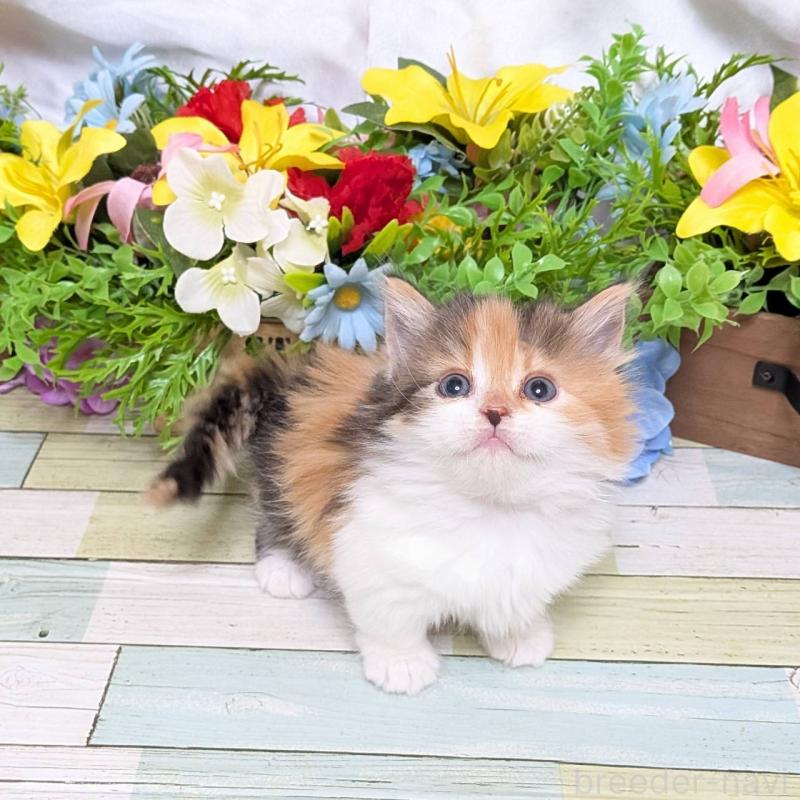 販売中の大阪府のマンチカン(短足)-136448の5枚目