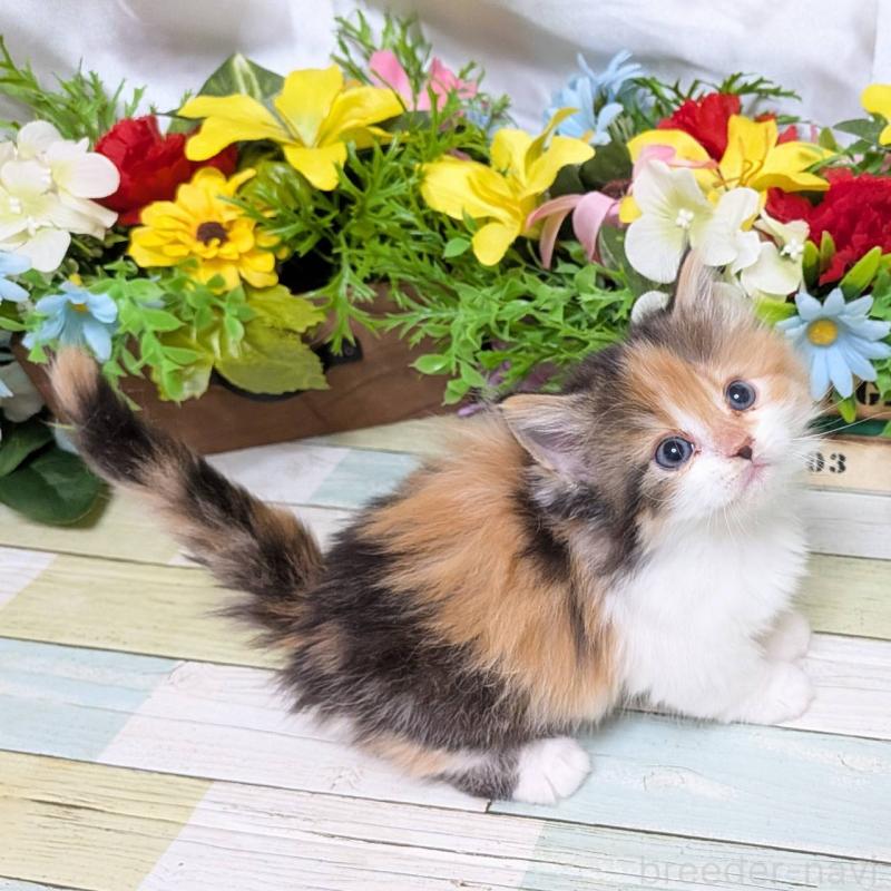 販売中の大阪府のマンチカン(短足)-136448