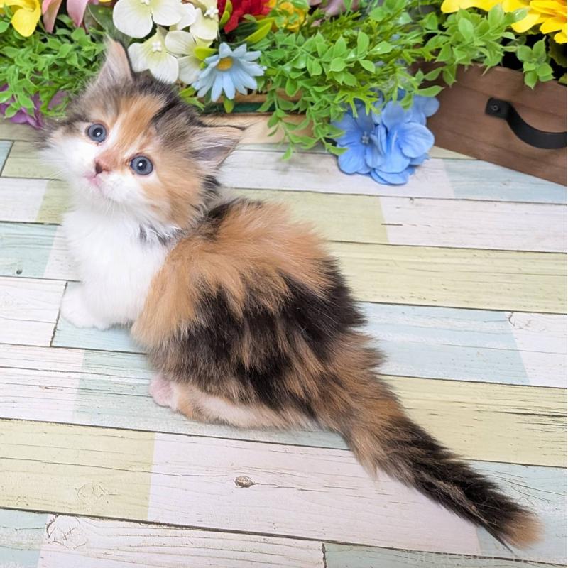 販売中の大阪府のマンチカン(短足)-136448の4枚目