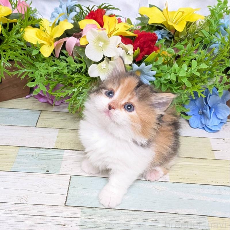 販売中の大阪府のマンチカン(短足)-136448の3枚目