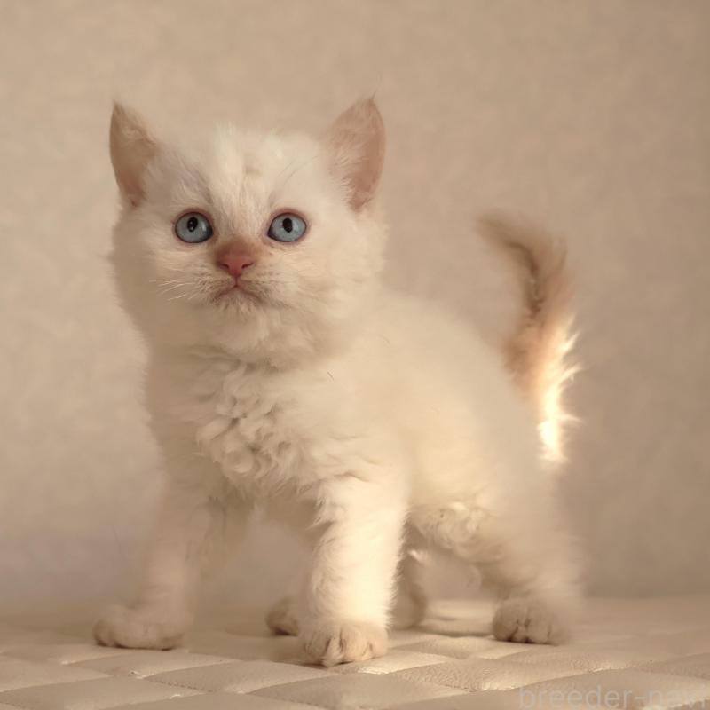 販売中の静岡県のセルカークレックス-134839の8枚目