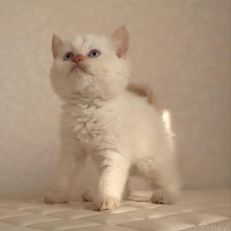 販売中の静岡県のセルカークレックス-134839の7枚目