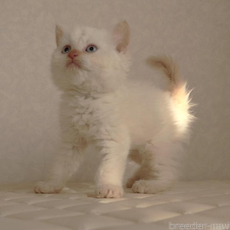 販売中の静岡県のセルカークレックス-134839の6枚目