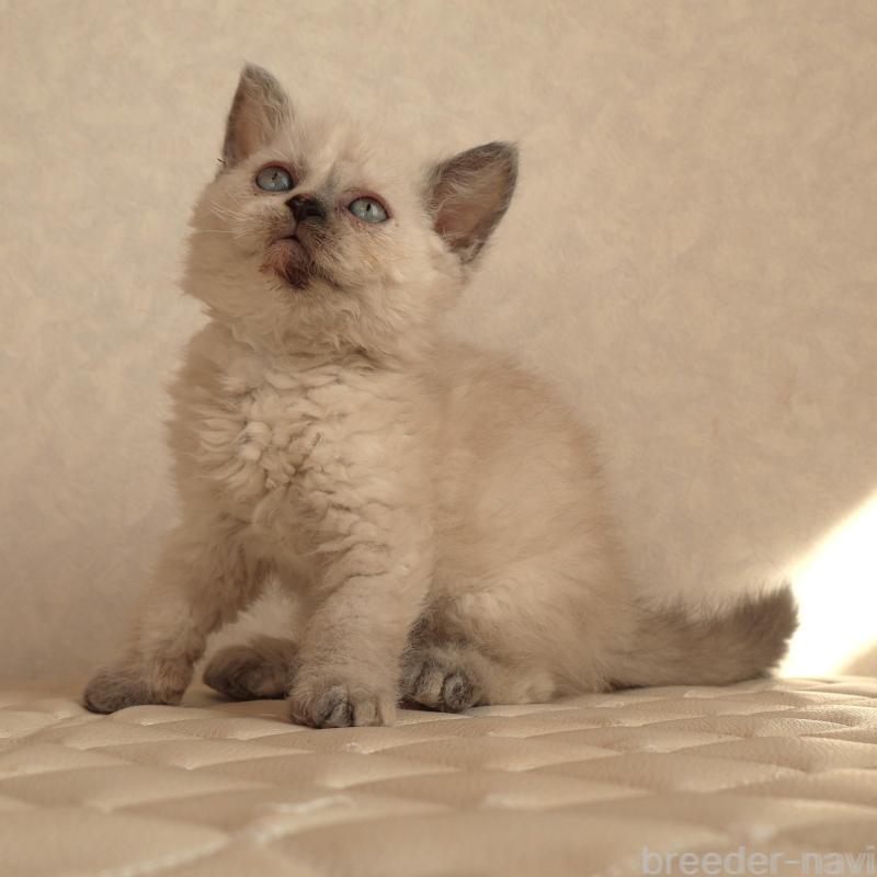 販売中の静岡県のセルカークレックス-134836の9枚目