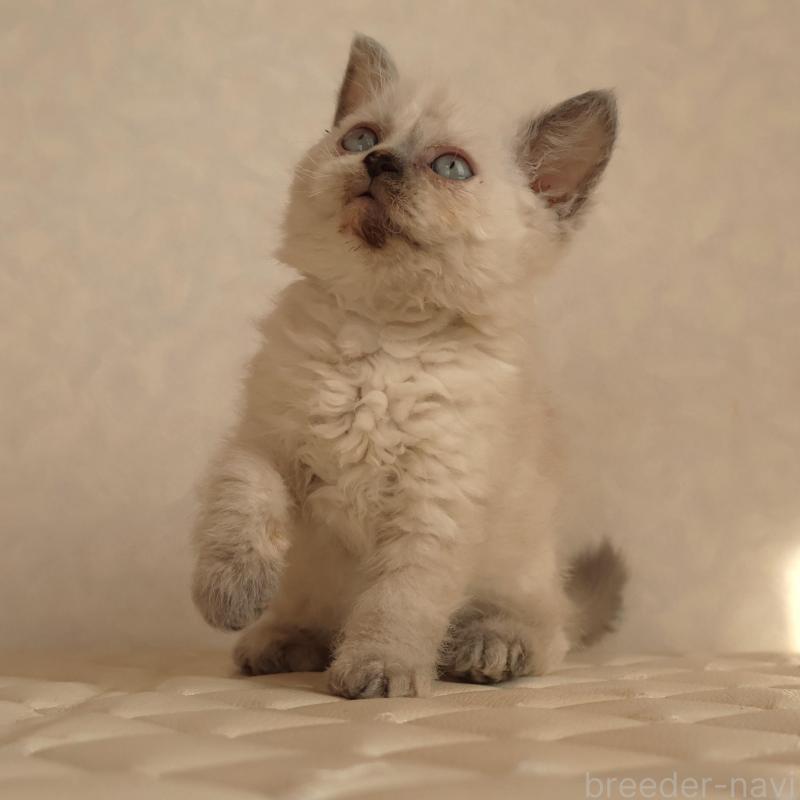 販売中の静岡県のセルカークレックス-134836の8枚目