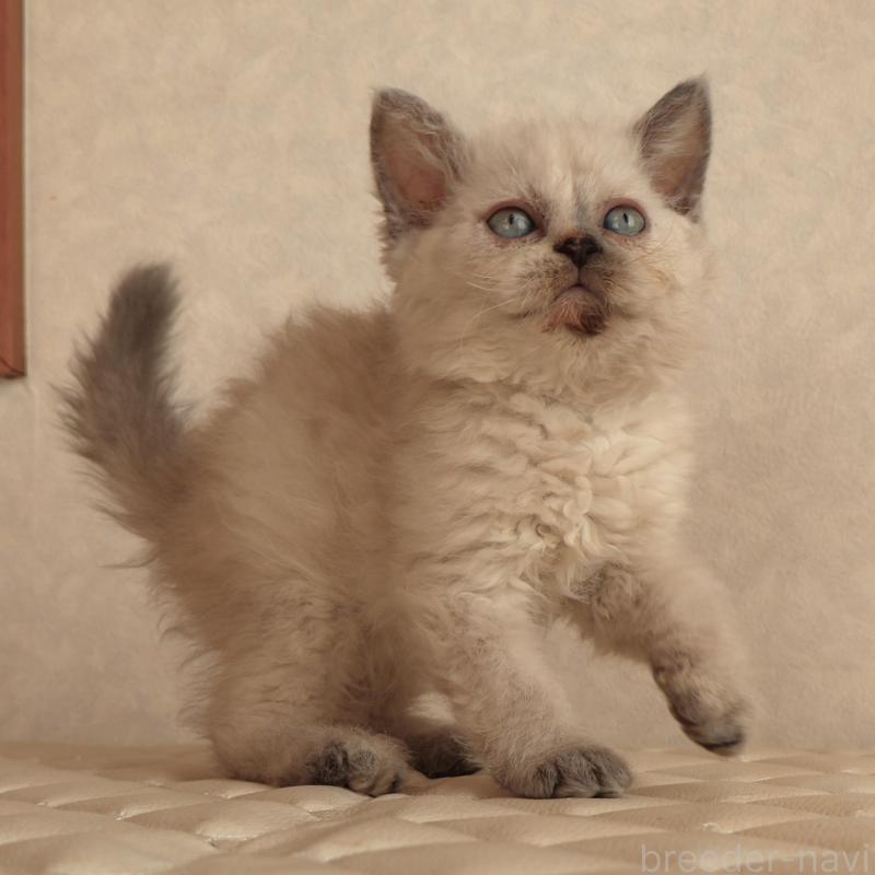 販売中の静岡県のセルカークレックス-134836