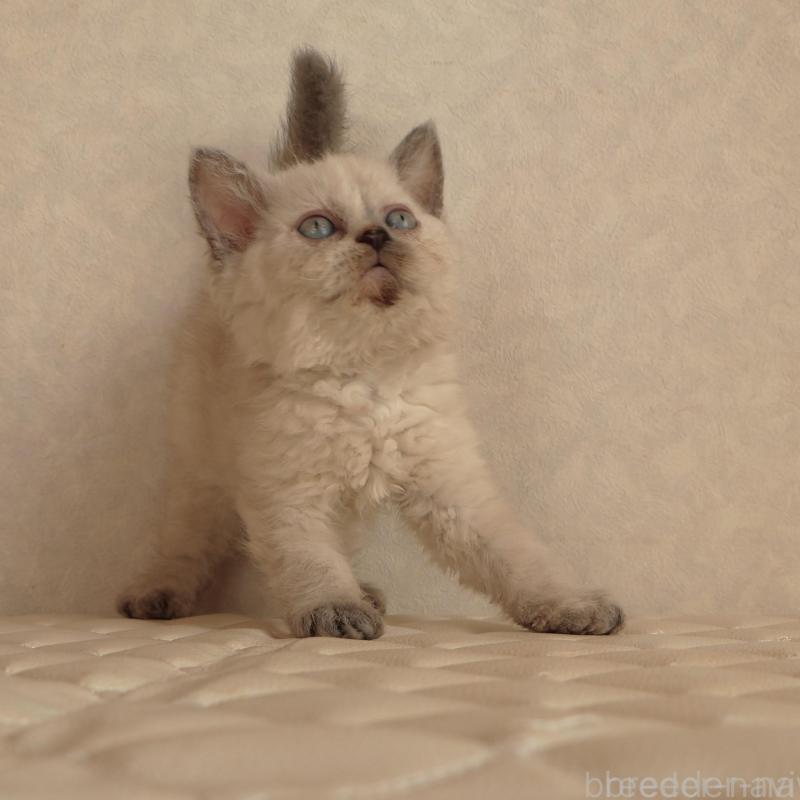 販売中の静岡県のセルカークレックス-134836の6枚目