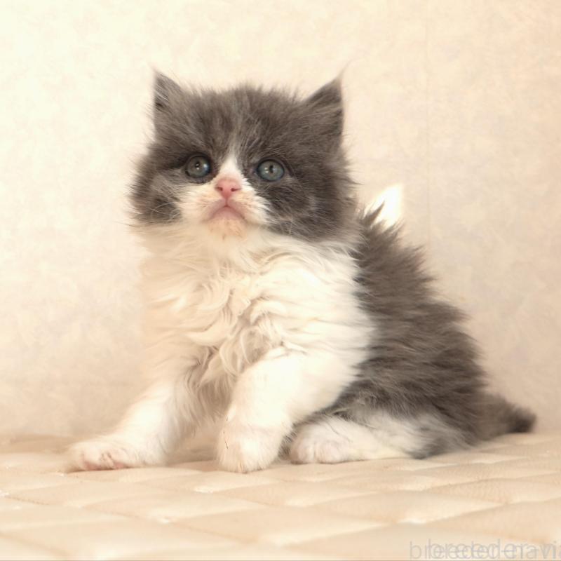 販売中の静岡県のブリティッシュショートヘア-134844の9枚目