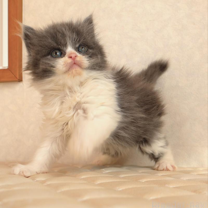 販売中の静岡県のブリティッシュショートヘア-134844