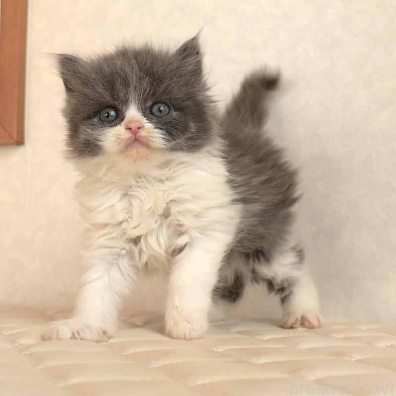 販売中の静岡県のブリティッシュショートヘア-134844の6枚目