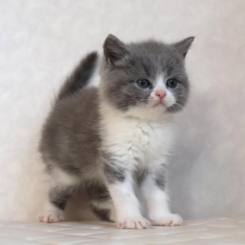 販売中の静岡県のブリティッシュショートヘア-134843の10枚目