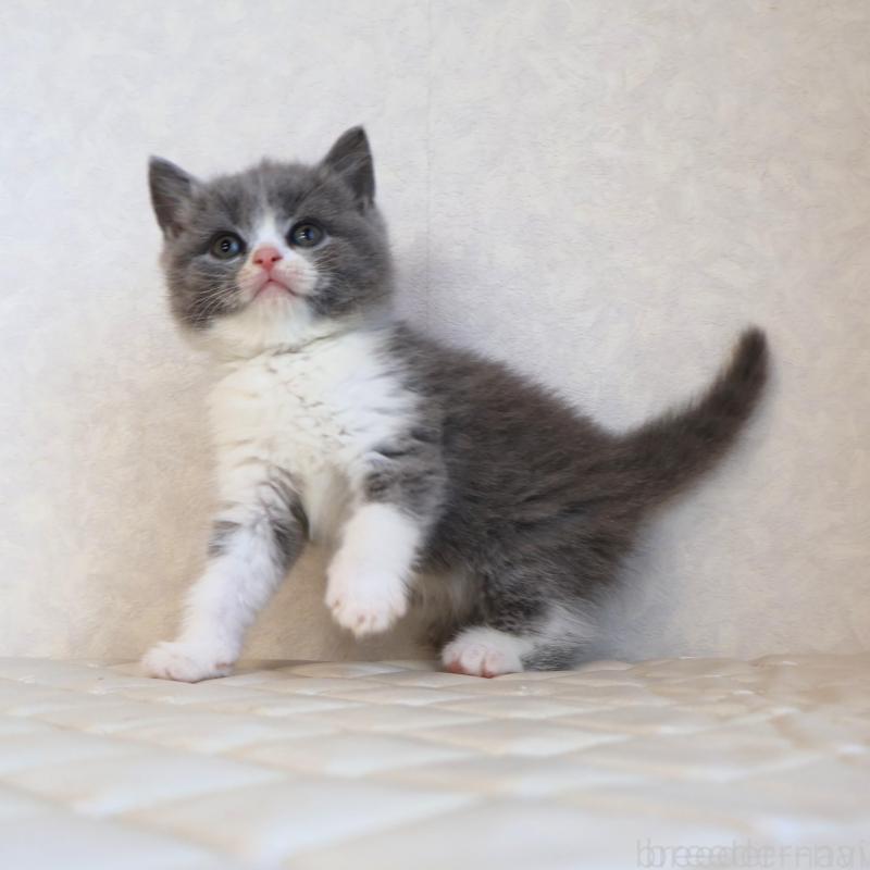 販売中の静岡県のブリティッシュショートヘア-134843の9枚目